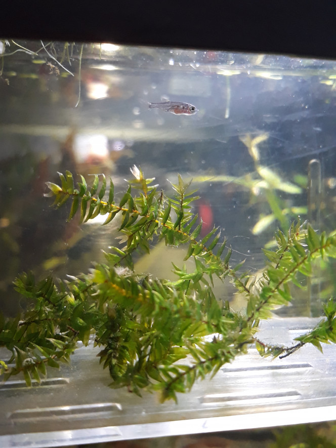 Alevin mystère - 1 mois Microrasbora ou rasbora maculata .... Une chance sur deux, les paris sont ouverts ! Encore dans son pondoir après avoir vu la taille de l'artemia gobé par un microrasbora. Trop petit, trop tôt, trop jeune, je suis pas prête, encore un peu de pondoir.