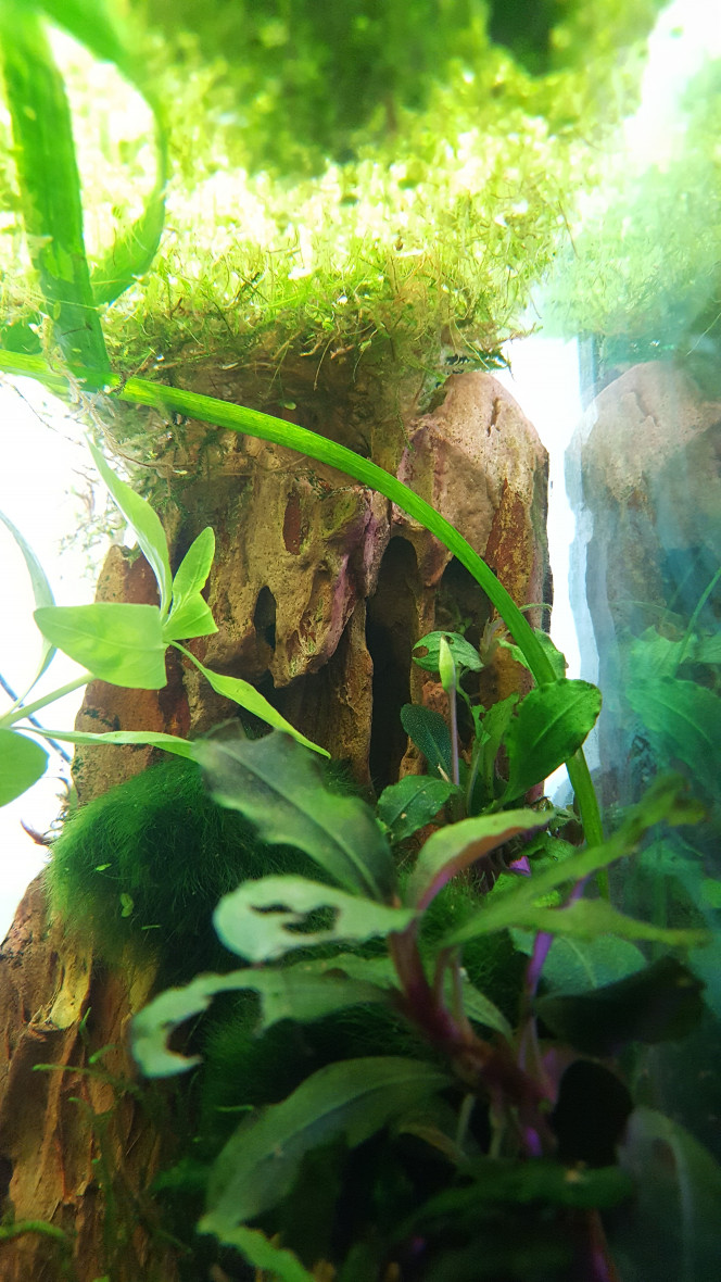 floraison bucephalandra floraison d'une Bucephalandra Apple leaf dans l'aquarium de mon combattant, une parmi les 8 espèces présentes dans mon bac