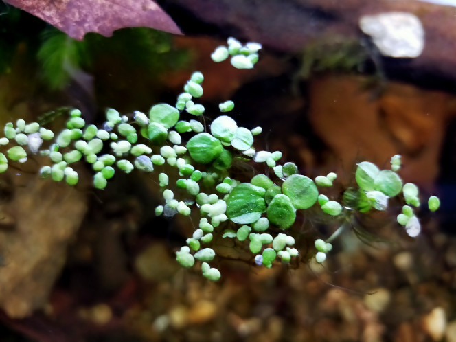  Lemna minor et Spirodela polyrhiza ? (origine: fleuve Rhône)