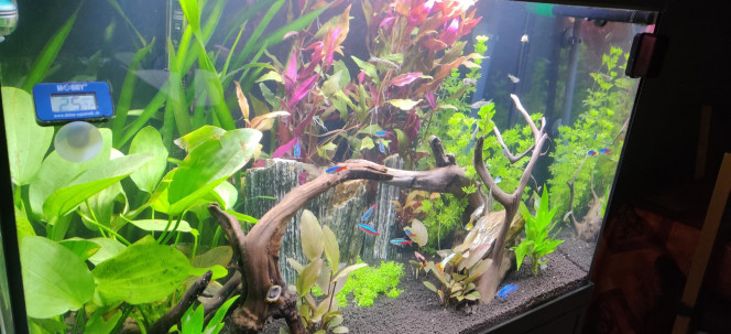 Nouvelles photos de mon aquarium 