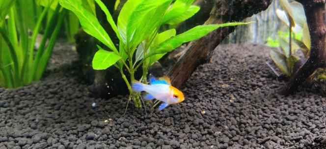 Nouvelles photos de mon aquarium 