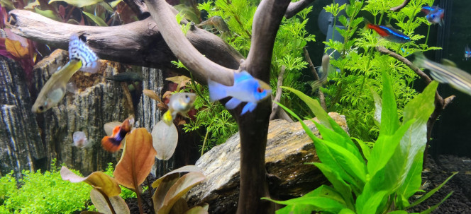 Nouvelles photos de mon aquarium 