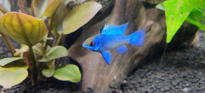 Nouvelles photos de mon aquarium 