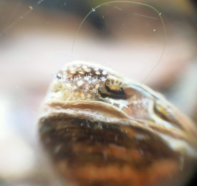  Quelques news de mon bac.
Alors, après un bac grouillant d'alevins de Lepomis gibbosus il y a environ 1 semaine (ça grouillait vraiment) et le retrait du bac de la grosse femelle et du deuxième mâle non concerné par la repro, chaque jour j'ai vu (avec soulagement ?) la densité d'alevins baisser de jour en jour. Depuis dimanche soir, plus un seul alevin à l'horizon... 
Mon analyse... Même si c'est pas une découverte, le mâle protège et ventilé les œufs et alevins tant qu'il reste au "nid". Dès que la dispersion commence, le cannibalisme bien connu de cette espèce reprend le dessus, en quelques jours le "papa" a bouffé tous ses gosses ?. Je pensais pas que ça irait aussi vite mais je suis pas étonné non plus. Pour être tout à fait limpide et pour rassurer les âmes sensibles, je n'avais pas comme projet d'aider ces alevins à grandir, je n'aurais juste pas envisager qu'une fois le "nid" quitté ça irait aussi vite.
Je me suis quand même demandé si c'était bien le "papa" qui avait tout boulotté ou si c'était la qualité de l'eau qui était fautive. Mais d'une part les paramètres après contrôle restent stables, j'ai longuement observé ces alevins se nourrir et "grandir" de jour en jour, et j'ai vu la mâle en boulotté un paquet. Pour vérifier que ce ne sont pas les paramètres de l'eau qui posaient problème (j'avais peu de doute, vu que ponte, éclosion et nuage de nouveau nés au nid se sont bien passé, stade les plus "sensibles") j'ai introduit trois alevins/juvéniles de poissons blancs (plus fragiles à priori) dans le weekend et ils sont toujours là et se nourrissent très bien. Donc exit la question sur la qualité de l'eau.
Le mâle a juste bouffé tous ces gosses dès que la dispersion a commencé (c'est pas une découverte, c'est connu), il ne les protège que jusqu'à un certain stade, après bébé devient proie.
Je suis content de l'avoir observé et vérifié, mais que ça soit clair pour ceux qui pourrait légitimement s'en émouvoir, on parle de la perche soleil, le but n'est pas de les multiplier, elle y arrive parfaitement sans moi et qu'aurais je fais de centaines d'individus de cette espèce (a part les congeler pour ensuite les donner aux fourmis) ?
Donc j'ai libéré le "papa" qui était bien seul dans le bac et j'y ai remis 5 juvéniles (moins de 5cm) de la même espèce, histoire que le bac soit vivant. Je vais rapidement passer à 3 je pense ou a zéro si j'arrive à capturer les petites crevettes locales que je cherche.
Mais ce matin au réveil, ma surprise accompagnait mon brossage de dents. Une de ces petites perches, d'environ 4 a 5cm, avait pris les couleurs des mâles en rut ? et nettoyait son nid/territoire et le défendait farouchement. Ça corrobore parfaitement les études menées sur cette espèce dans les eaux réchauffées, la maturité sexuelle peut arriver dès la première année. C'est marrant et intéressant à voir, il cherche les petites femelles qui elles semblent encore en être au stade adolescentes et pas prête à copuler.
Je compte sur vous pour prendre le recul nécessaire sur l'anthropomorphisme dont je fais preuve dans ce récit.

Sinon, et bien moins d'alevins (y a t'il un lien direct ?) rime clairement avec explosion des ostracodes, pour mon plus grand plaisir.
Excusez la qualité des images ci-jointes, c'est fait avec téléphone+loupe.

Suite au prochain épisode ?