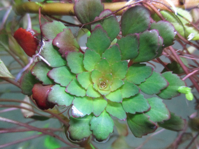 Plante trapa natans (châtaigne d'eau) 