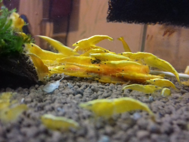 CREVETTE YELLOW FIRE NEON 