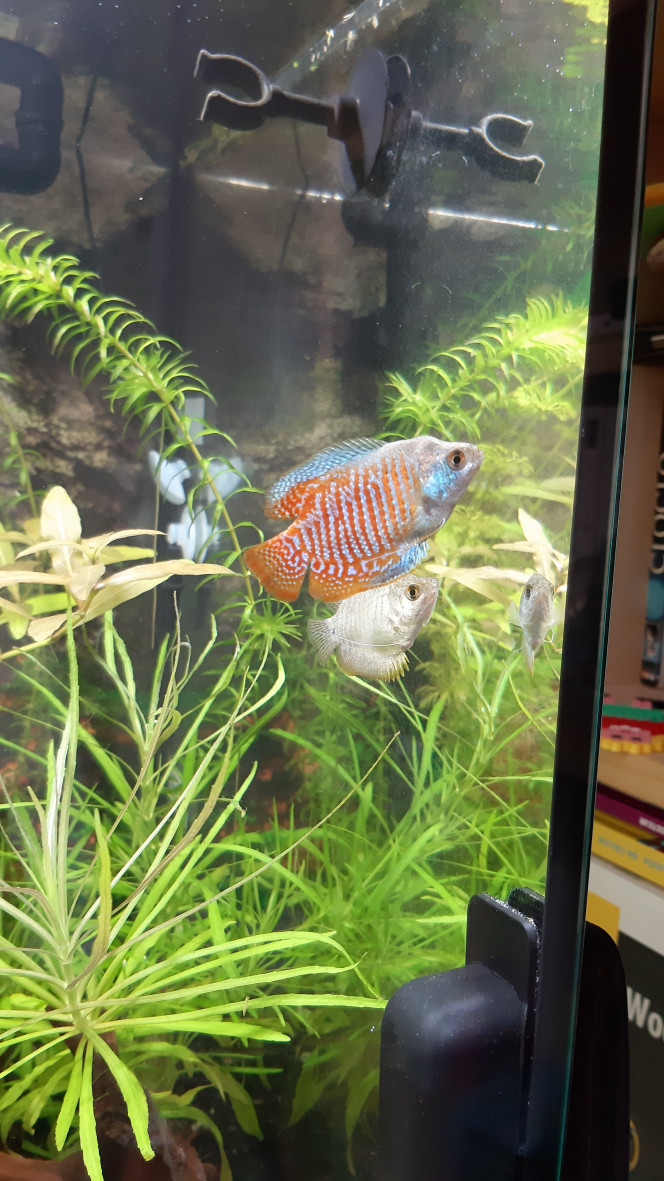 Photographie du post de Fouch1 