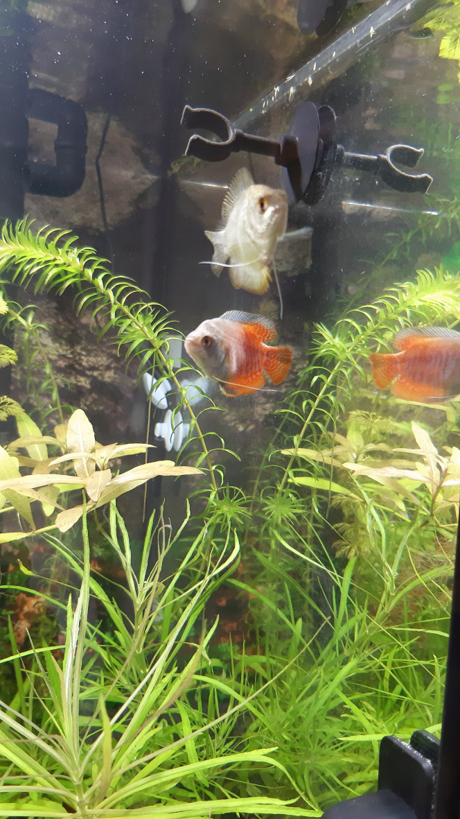 Photographie du post de Fouch1 