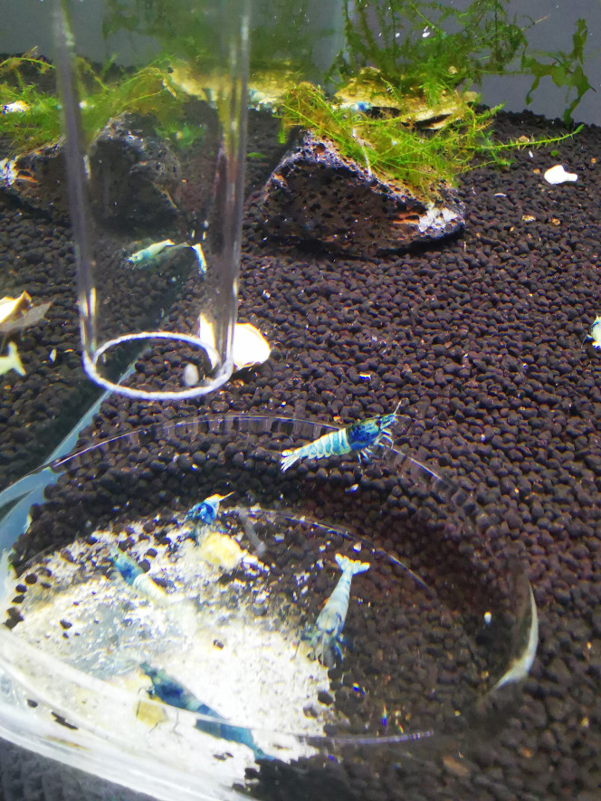  Blue Bolt