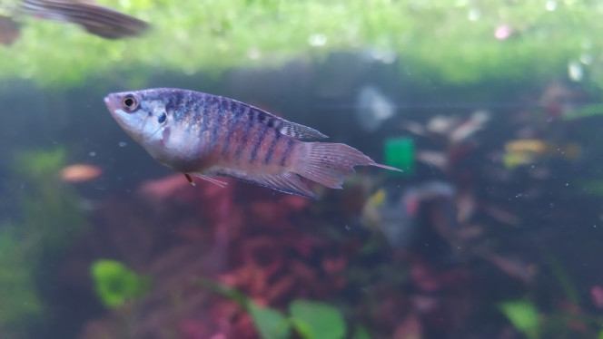 Macropodus opercularis Mâle ou femelle ? Il se colore peu à peu, ses nageoires repoussent... C'est encore un jeune qui a vécu un début de vie sous le joug d'un mâle dominant sans partage dans un bac  d'animalerie... Je ne sais rien de la souche.