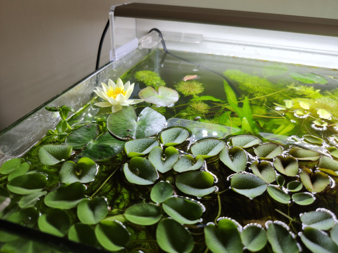 Première fleur de Nymphaea 'Pygmaea Helvola' Nénuphar à l'origine dans le bassin, mais les poissons le déracinaient en boucle donc je l'ai passé dans cette aquarium pour ne pas le perdre !