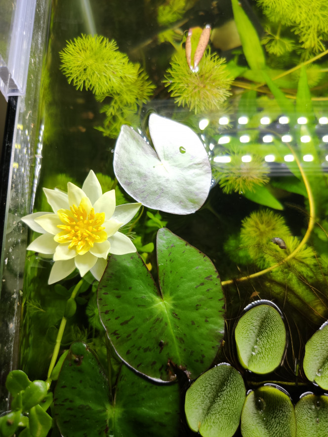 Première fleur de Nymphaea 'Pygmaea Helvola' Nénuphar à l'origine dans le bassin, mais les poissons le déracinaient en boucle donc je l'ai passé dans cette aquarium pour ne pas le perdre !