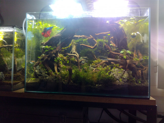  CO2 qui va bien depuis avant-hier.
Je vais mettre quelques plantes de transition, faire un peu de maintenance et laver les vitres (pour notre ami Kamelot).