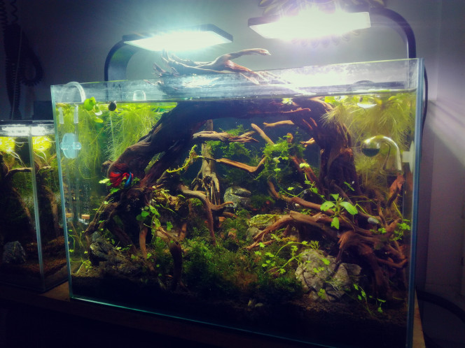  CO2 qui va bien depuis avant-hier.
Je vais mettre quelques plantes de transition, faire un peu de maintenance et laver les vitres (pour notre ami Kamelot).