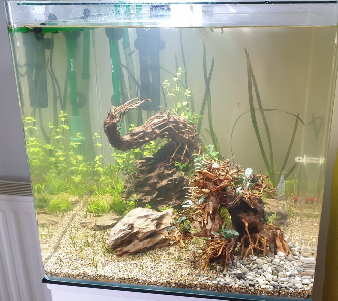 Aquarium Bonsaï 5 jours! Second aquarium, sable de rivière et bonsaï. 
La plantation est incomplète, laissons le cycle se faire.