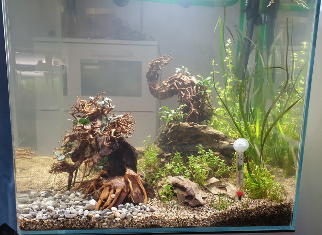 Aquarium Bonsaï 5 jours! Second aquarium, sable de rivière et bonsaï. 
La plantation est incomplète, laissons le cycle se faire.