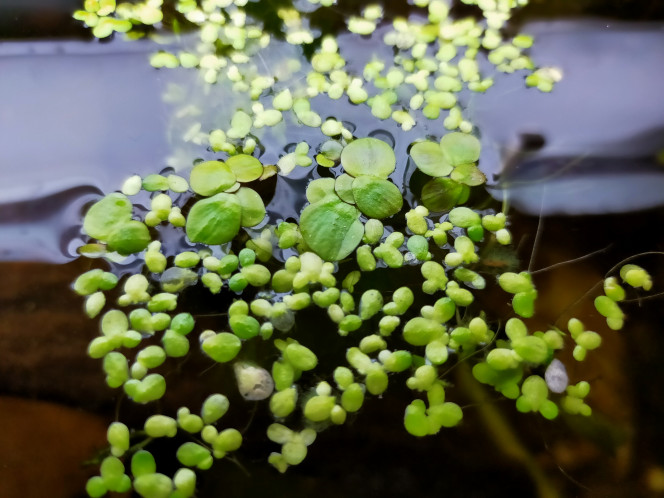  J'avais un vrai doute sur la possibilité de voir mes Spirodela polyrhiza se développer dans mon bac face à l'explosion exponentielle de sa petite cousine Lemna minor...
Grande joie après seulement 10 jours, elles ont l'air de se plaire. 1ere photo = introduction, 2eme photo = aujourd'hui (j+10)... Trop content.
Du coup ce soir, gros ménage sur les Lemna minor, par grosses poignées. Indispensables au commencement de mon bac, l'idée de départ était de les suplenter par leur grande cousine, pour plein de bonnes raisons. Ayant enfin réussi à en trouver il y a 10 jours, l'heure est venue d'enclencher l'histoire vu qu'elles se plaisent ici.