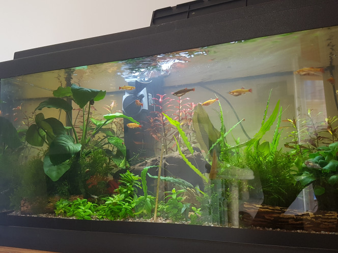 Chez les Corys Comme je n'en prends pas souvent dans ce sens à cause de tous les reflets... La ca va y'en a pas trop trop... et je peux prendre de près comme les corys se reposent. :)