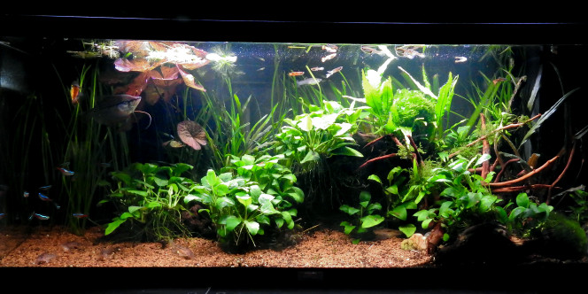 VUE D'ENSEMBLE Ajout de quelques racines là où était la cryptocoryne pour casser l'effet d'arrondi fait par les épiphytes sur la grosse racine principale