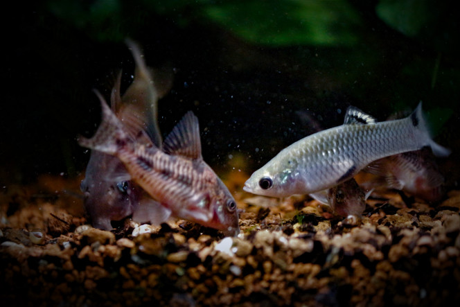Poecilia Vivipara ...qui se prend pour un cory... quand elle ne se prend pas pour un guppy... bref elle bouffe à tous les râteliers