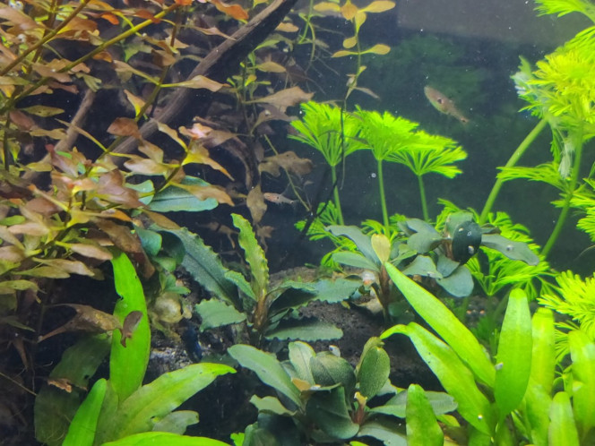 Alevin de Boraras Naevus Bonne surprise cet après midi en retirant la Vallisneria de l'aquarium, un nouvel occupant dans le bac.

J'ignore quel age il , mais il est déjà relativement grand, en comparaison des 2 cm des parents, il doit faire 6/7 mm.

Ça m'a mis de bonne humeur pour attaquer la nouvelle semaine.