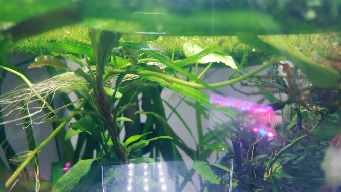 jungles des épiphytes 