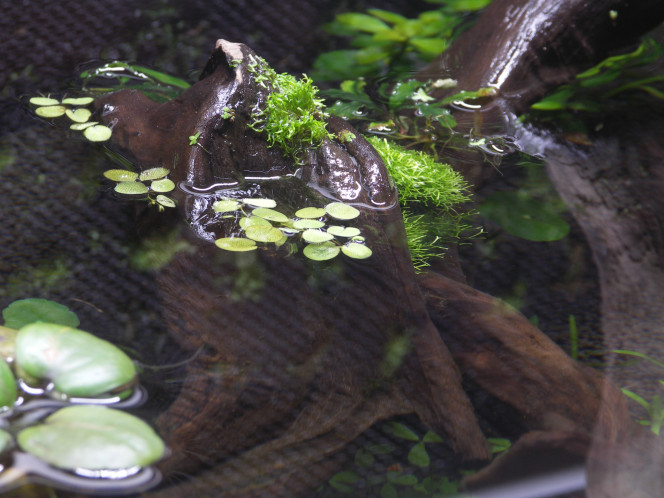 salvinia minima de MrBear 