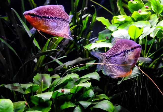 Le couple de Gouramis Perlés 