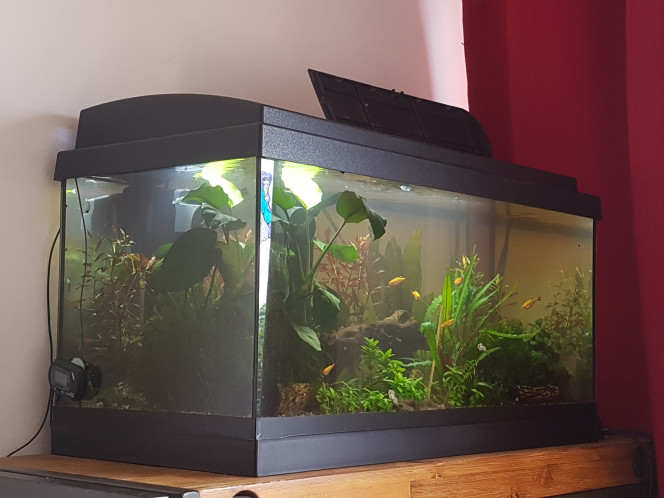 Vilaines ludwigia Eau légèrement trouble aujourd'hui après la maintenance de hier après-midi. 

Les bouquets de ludwigia repens avaient fait des racines de 10cm de long... alors vive le terreau ! 

Les corys, comme d'hab, ont kiffé pouvoir fouiller dans le sol fraîchement remué... les bacteries en ont profité pour proliférer dans les airs... ceci devrait rentrer dans l'ordre dans un jour ou deux. :)

En attendant... pour éviter le prochain enracinement des vilaines ludwigia (que je vais garder pour le 350L), je prépare des racines de rivière pour les y fixer... :)

Oui, la ludwigia repens serait plus belle si je la plantait. Mais sa nature fait qu'elle est trop chiante a gérer fans 30L et qu'il faudrait que je la repique sans arrêt... ce qui ne m'intéresse pas. Du coup... sur racine la vilaine ! En attendant de pouvoir se developper gentilment à son aise dans plus grand... bien entendu. ^_^