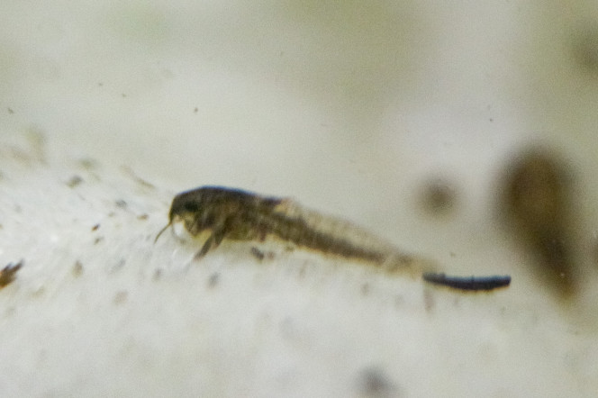 Première photo de bébé cory paleatus Il n'a pas eu le même début dramatique que son frère.
Il a presque 1 mois maintenant