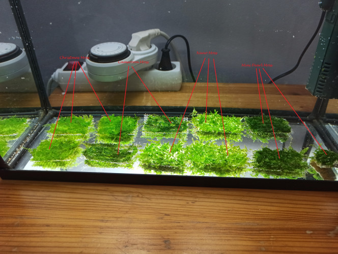 Mousses en croissance Plagiomnium Affine (Mini Pearl)
Amblystegium Serpens (Nano)
Vesicularia Dubyana (Christmas)
Plagiochilaceae (Cameroon)
Boost au CO2