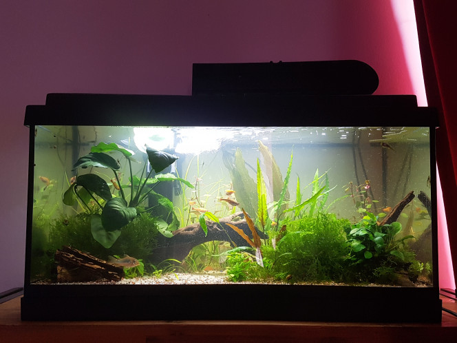 Chez les Corys Photo de face avec rideaux fermés. Byebye Ludwigia repens. Bienvenue Ludwigia palustris et belle herbe longue. ♡

Je suis assez contente du résultat. :)