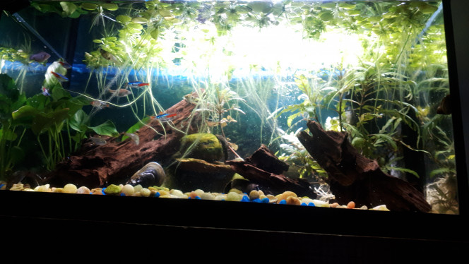 Aqua 10 Mon tout premier aquarium. J'avais commencé avecdes plantes de plastique. C'était plutôt vilain mais ça m'a donné la piqure.