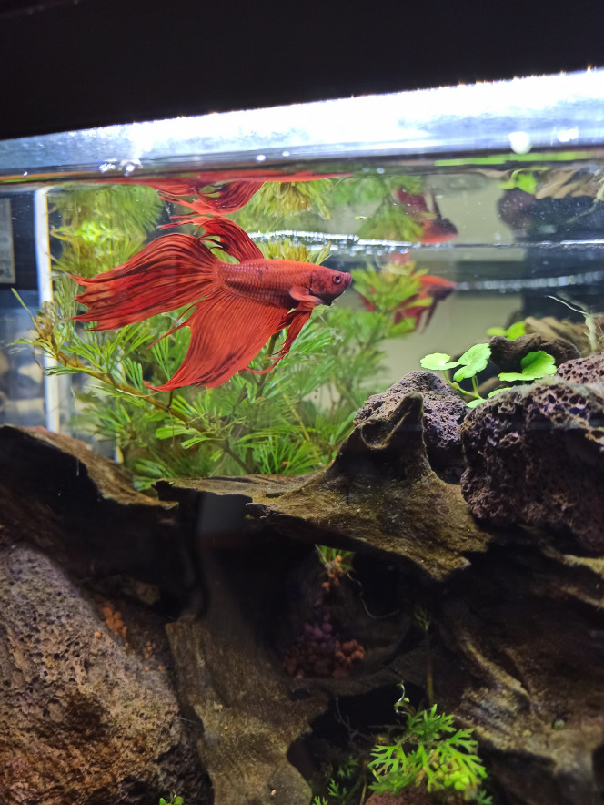  Bienvenue a ce nouveau betta .
Il me faisait de la peine en jardinerie. Son pote était en train d'agoniser dans son verre d'eau. Vu qu'il était en promo j'ai décidé de le sauver lui ?. 
N'ayant jamais eu de combattant  je ne sais pas si ça nageoires est belle, bien formée, si il est beau et en santé de manière général? 
Ça fait donc 4 semaines que je l'ai mis dans mon Aqua 'alavavite'. Et Mr fait même ses nids de bulles. 

Toujours caché pendant 10jours, maintenant il viens effleurer les mains, manger au bout des doigts, curieux et pas craintif.. 
Je suis surpris, est ce un comportement propre aux combattants ?

 (Cet aquarium a une paroie miroir au fond, ça n'as pas l'air de le déranger)