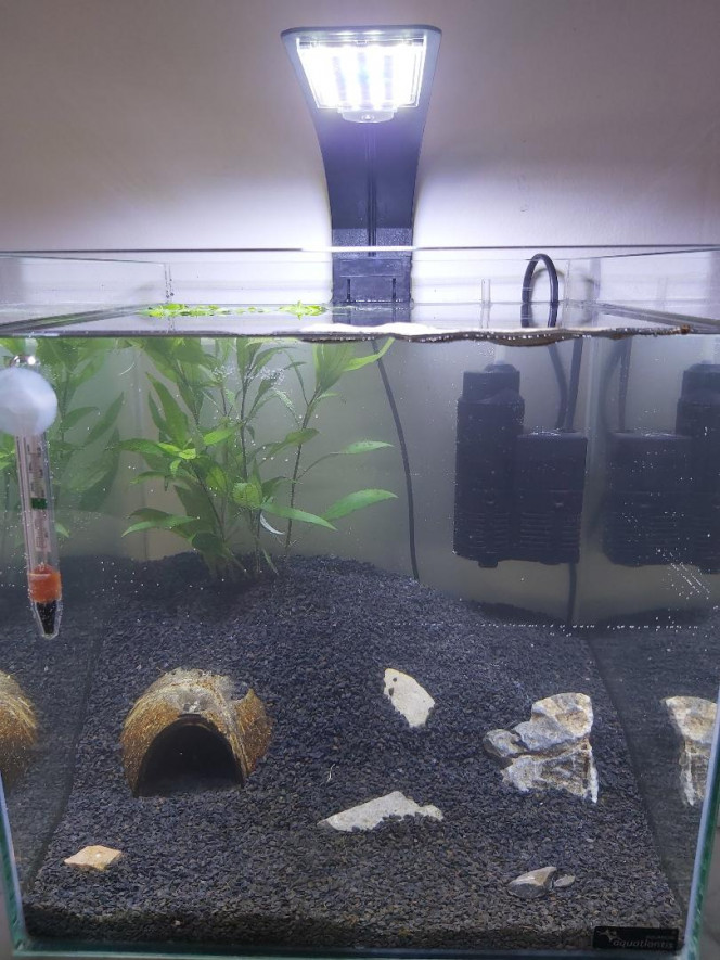 Aquarium pour un combattant 