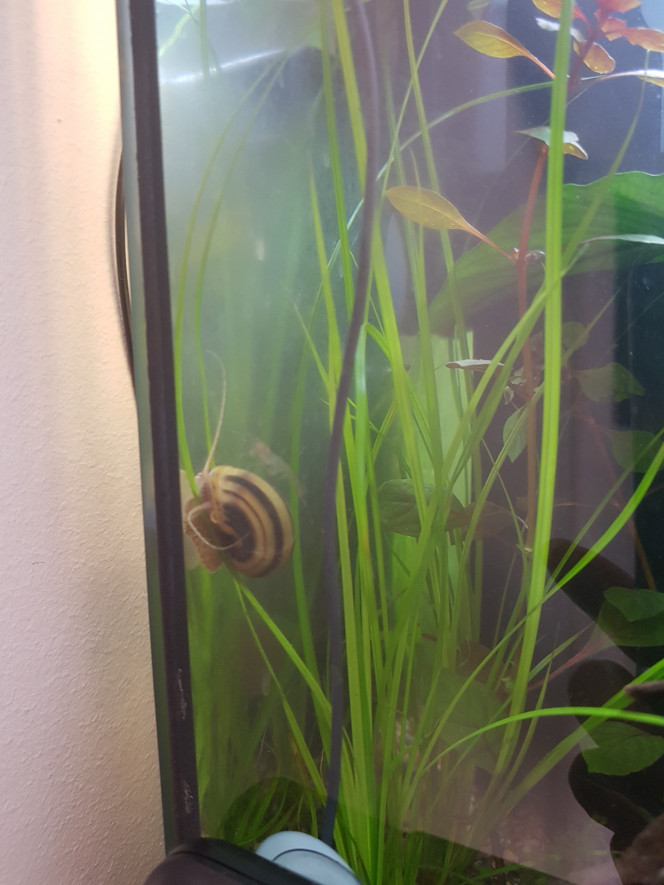 Pixi est de sortie... chacun fait sa vie. Et les escargots nettoient/mangent des oeufs de corys :')