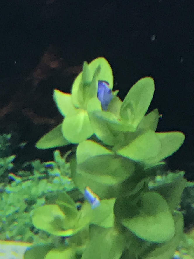 Bacopa de Caroline, ( caroliniana ) une semaine apres la plantation j'avais deja des fleurs, Je l'adore!