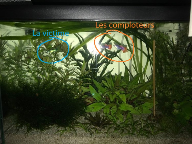 Photographie du post de Aquata 