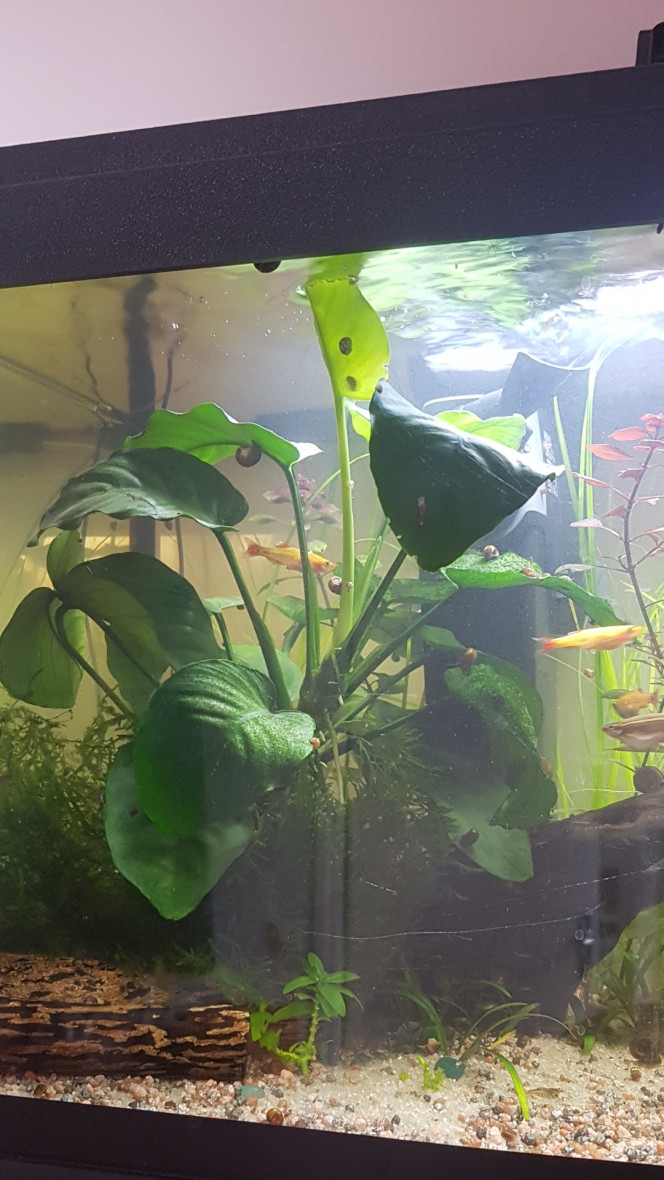Ca pousse ça pousse Les anubias me font chacunes plein de feuilles sans arrêt depuis le début de l'été... 

Le retrait des des plantes flottantes du dessus de ma grosse anubia y'a environ un mois a engendré l'apparition d'encroutante verte sur les feuilles qui étaient alors les plus exposées à la led. Faut dire que les Pixis avaient aussi grignottés celles là au moment de leur sortie... elles sont pas gâtées. 

C'était en train de régresser jusqu'à la cannicule... avec le système venturi h24 pendant plusieurs jours de suite mes feuilles fragiles d'anubia ont vu un retour d'algue à barbe. Forcément... manque de co2 avec tout ce brassage et bullage. :p

Quelques brins de corne de cerfs on fait leur apparition sur le haut des plus grandes feuilles de mon echinodorus... j'ai donc décidé de passer au bulleur de nuit depuis hier. Plutôt que le venturi qui chez moi degaze trop de co2. :)

J'ai déjà eu ce type d'algues après avoir tué mon équilibre bactérien et mis le brassage en mode fontaine en février. Depuis... tout avait disparu. 

Je songe quand même à retirer une ou deux feuilles de l'anubia pour éviter trop de propagation parce qu'il va faire chaud encore un moment...

Je pense aussi couper un peu le tour d'une ou deux feuilles de l'echinodorus là ou la corne de cerf s'est mise. 

Si ça empire, je sortirai l'anubia pour la traiter en partie (les feuilles atteintes) dans une solution à base d'eau oxygenée. 

Le reste du bac semble être comme à son habitude. :)