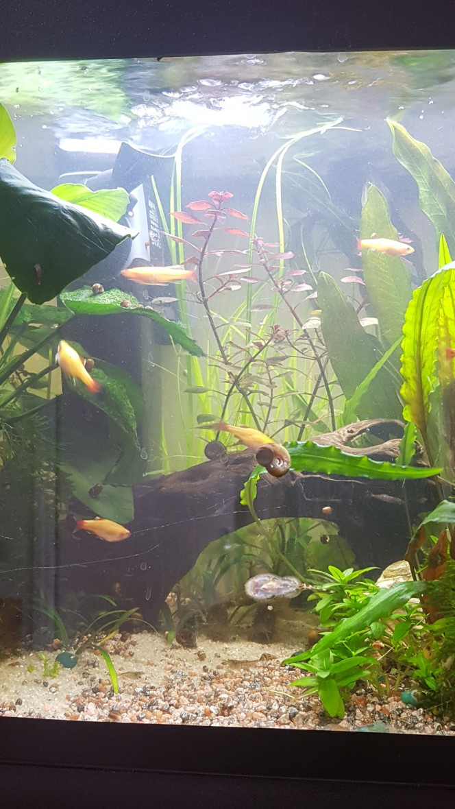 Ca pousse ça pousse Les anubias me font chacunes plein de feuilles sans arrêt depuis le début de l'été... 

Le retrait des des plantes flottantes du dessus de ma grosse anubia y'a environ un mois a engendré l'apparition d'encroutante verte sur les feuilles qui étaient alors les plus exposées à la led. Faut dire que les Pixis avaient aussi grignottés celles là au moment de leur sortie... elles sont pas gâtées. 

C'était en train de régresser jusqu'à la cannicule... avec le système venturi h24 pendant plusieurs jours de suite mes feuilles fragiles d'anubia ont vu un retour d'algue à barbe. Forcément... manque de co2 avec tout ce brassage et bullage. :p

Quelques brins de corne de cerfs on fait leur apparition sur le haut des plus grandes feuilles de mon echinodorus... j'ai donc décidé de passer au bulleur de nuit depuis hier. Plutôt que le venturi qui chez moi degaze trop de co2. :)

J'ai déjà eu ce type d'algues après avoir tué mon équilibre bactérien et mis le brassage en mode fontaine en février. Depuis... tout avait disparu. 

Je songe quand même à retirer une ou deux feuilles de l'anubia pour éviter trop de propagation parce qu'il va faire chaud encore un moment...

Je pense aussi couper un peu le tour d'une ou deux feuilles de l'echinodorus là ou la corne de cerf s'est mise. 

Si ça empire, je sortirai l'anubia pour la traiter en partie (les feuilles atteintes) dans une solution à base d'eau oxygenée. 

Le reste du bac semble être comme à son habitude. :)