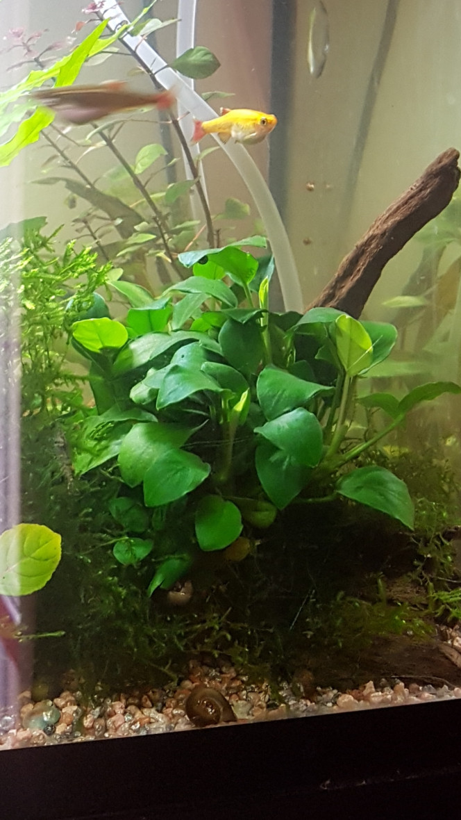 Ca pousse ça pousse Les anubias me font chacunes plein de feuilles sans arrêt depuis le début de l'été... 

Le retrait des des plantes flottantes du dessus de ma grosse anubia y'a environ un mois a engendré l'apparition d'encroutante verte sur les feuilles qui étaient alors les plus exposées à la led. Faut dire que les Pixis avaient aussi grignottés celles là au moment de leur sortie... elles sont pas gâtées. 

C'était en train de régresser jusqu'à la cannicule... avec le système venturi h24 pendant plusieurs jours de suite mes feuilles fragiles d'anubia ont vu un retour d'algue à barbe. Forcément... manque de co2 avec tout ce brassage et bullage. :p

Quelques brins de corne de cerfs on fait leur apparition sur le haut des plus grandes feuilles de mon echinodorus... j'ai donc décidé de passer au bulleur de nuit depuis hier. Plutôt que le venturi qui chez moi degaze trop de co2. :)

J'ai déjà eu ce type d'algues après avoir tué mon équilibre bactérien et mis le brassage en mode fontaine en février. Depuis... tout avait disparu. 

Je songe quand même à retirer une ou deux feuilles de l'anubia pour éviter trop de propagation parce qu'il va faire chaud encore un moment...

Je pense aussi couper un peu le tour d'une ou deux feuilles de l'echinodorus là ou la corne de cerf s'est mise. 

Si ça empire, je sortirai l'anubia pour la traiter en partie (les feuilles atteintes) dans une solution à base d'eau oxygenée. 

Le reste du bac semble être comme à son habitude. :)