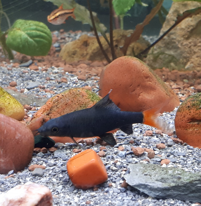 Labeo et spiruline :) 