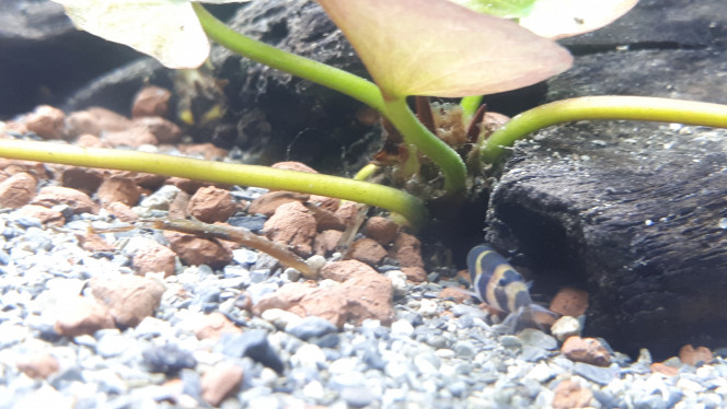 Kuhlii sort la tête de sa cachette Ces petits poissons serpentins sont super rigolos :)