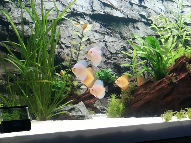 Petits Discus J'étais impatient, ils sont enfin arrivés.