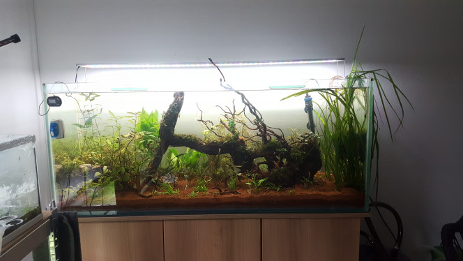 sa avance :) le projet avance doucement mais surement, les plantes commence a bien partir et prendre de la couleurs, et certaine ont déjà du subir quelque taille :D