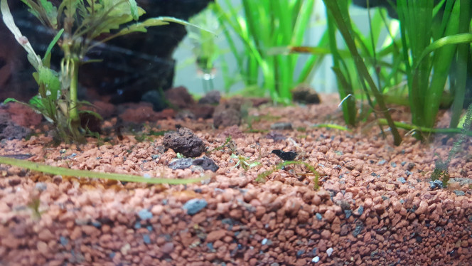 sa avance :) le projet avance doucement mais surement, les plantes commence a bien partir et prendre de la couleurs, et certaine ont déjà du subir quelque taille :D