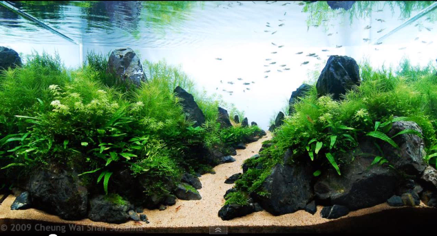 aquascaping chemin