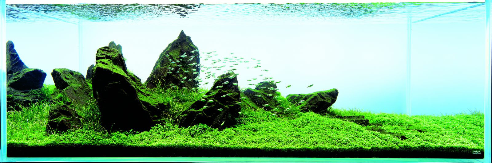 aquascaping iwagumi