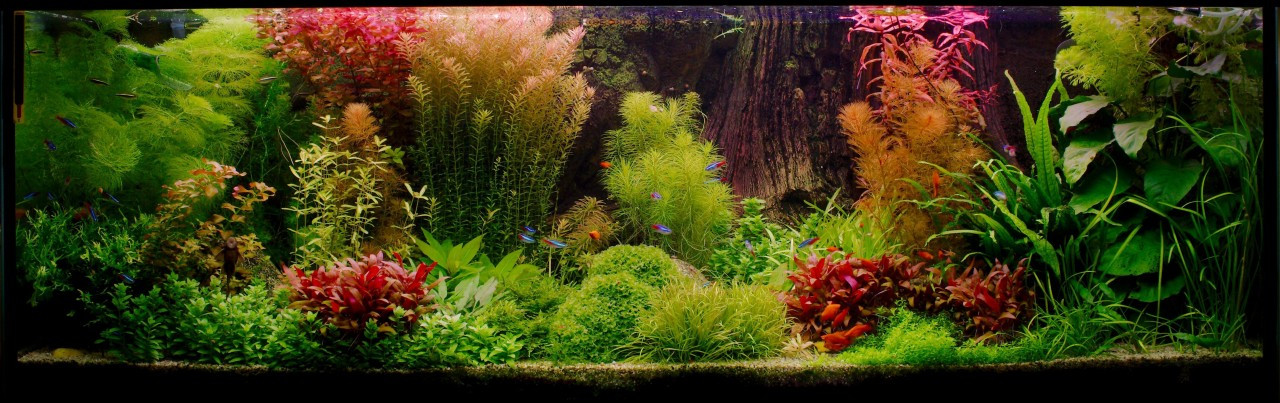 aquascaping contraste plantes