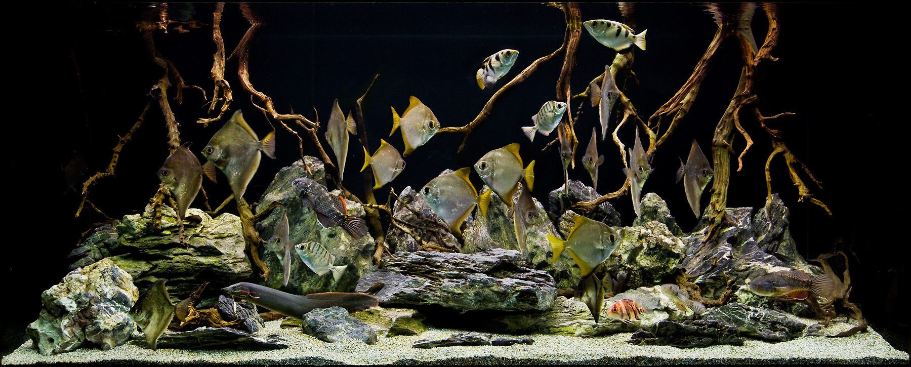 aquascaping hardscape